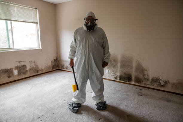 Best Mold Removal for HVAC Installations  in Vine Grove, KY